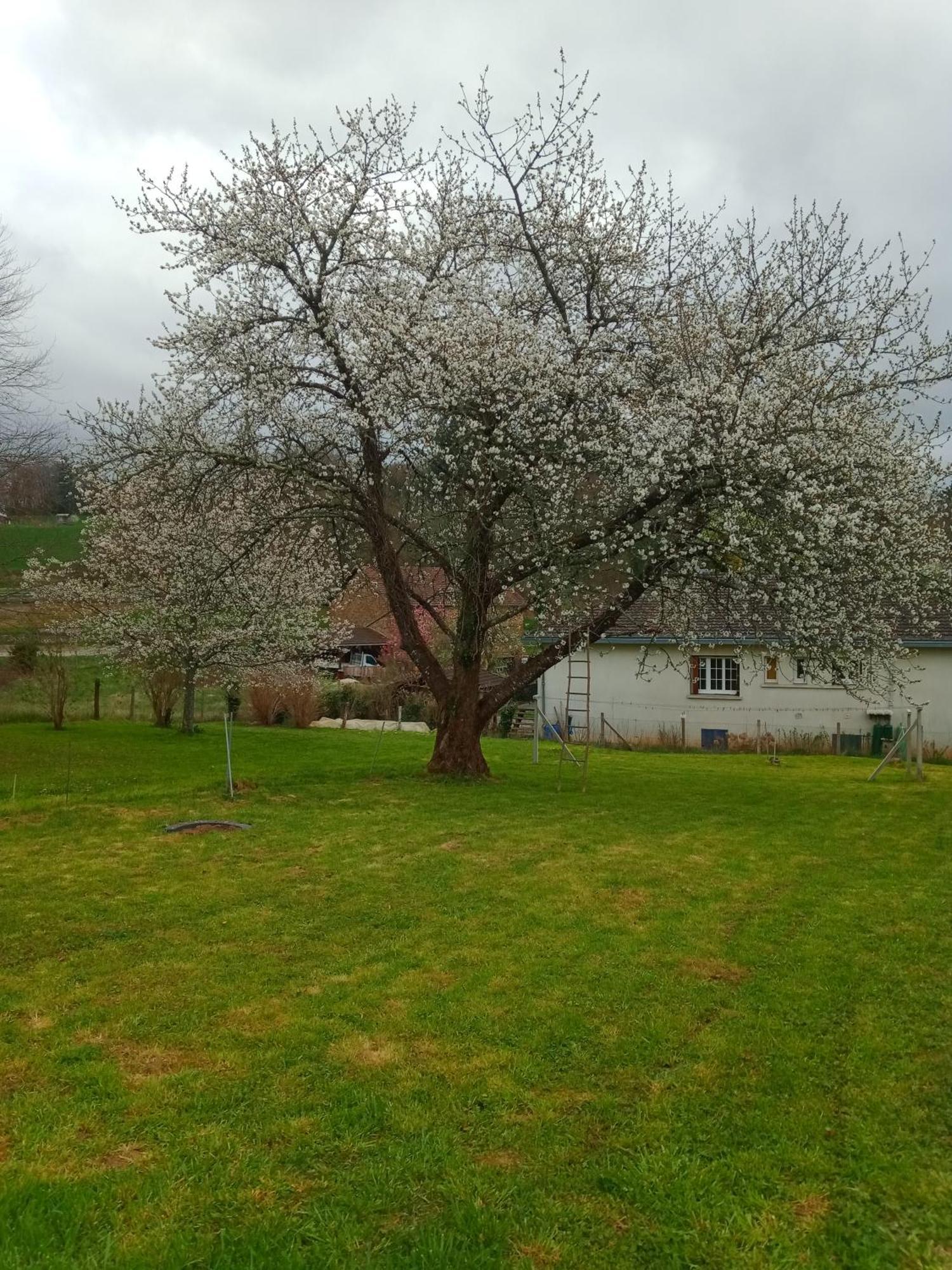 Cherry Blossom House Bujaleuf Εξωτερικό φωτογραφία